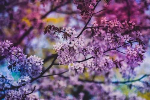 purple blossoms flowers trees leaves