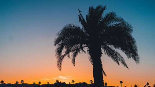 palm trees nature plants sky