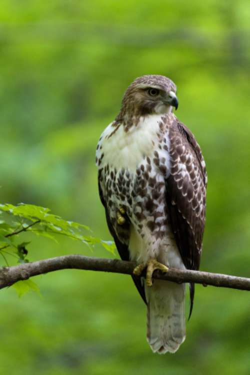 hawk bird animal feathers wings