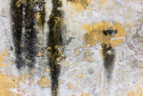 concrete wall texture moss