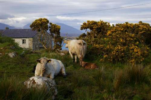 cattle Ireland rural country animals