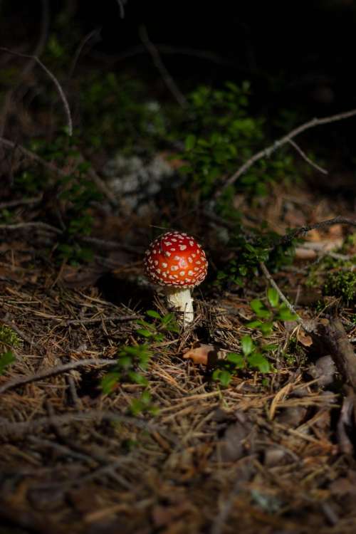 mushroom fungus food outdoor grass
