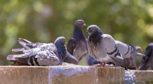 dove pigeon bird animal blur