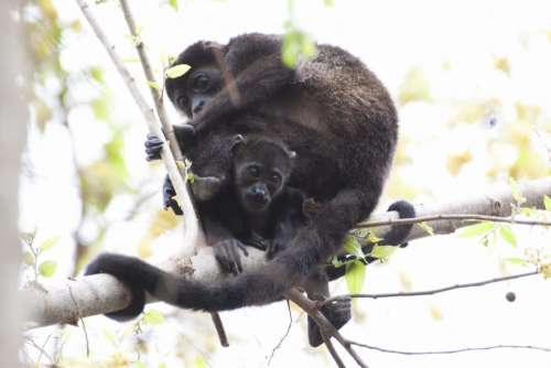 monkey animal pet wildlife tree