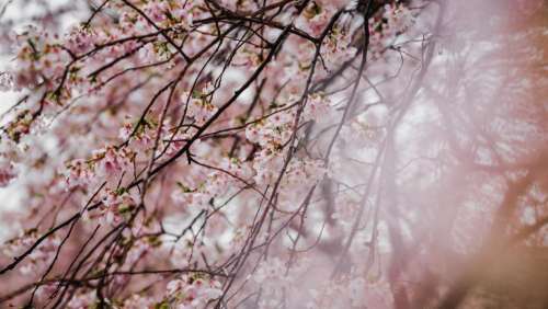 pink blossom trees plant nature