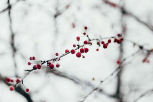 snow winter cold tree plant