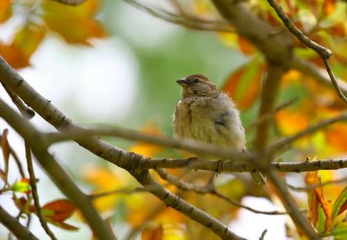 bird animal fall autumn nature