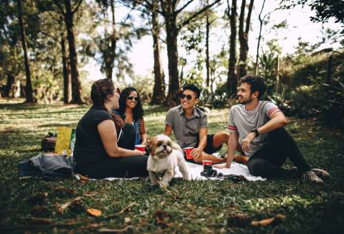 friends picnic park dog animal