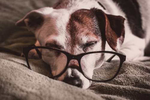 dog sleeping glasses reading intelligent