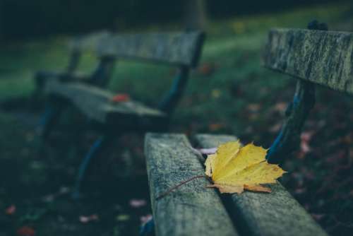 bench park leaf fall autumn
