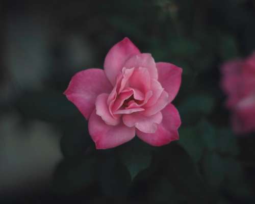 pink flower bloom petal leaf