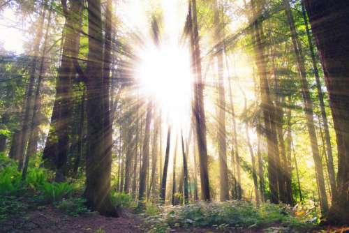 sun rays sunlight trees forest woods