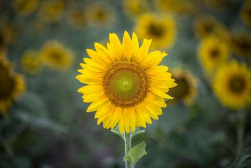 sunflower yellow petal field farm