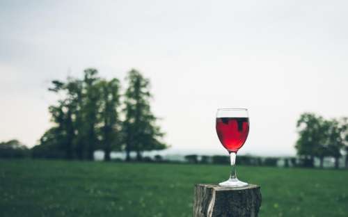 red wine glass beverage drinks