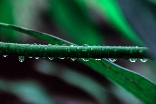 nature plants leaves veins water