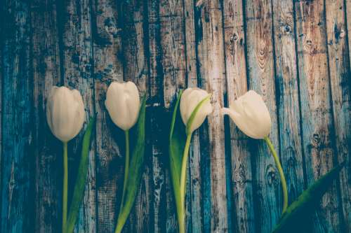 white tulip flower wood board