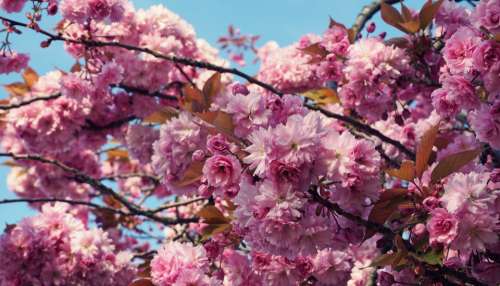 flowers cherry blossom floral flora tree