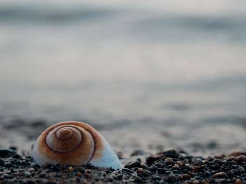 snail shell rocks beach shore