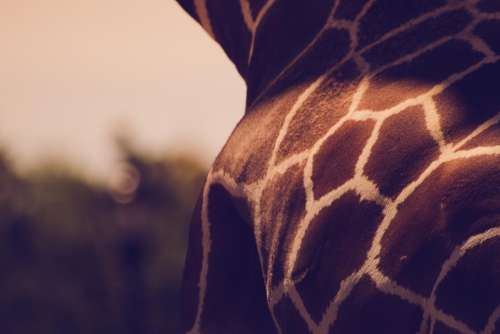 giraffe animals spots
