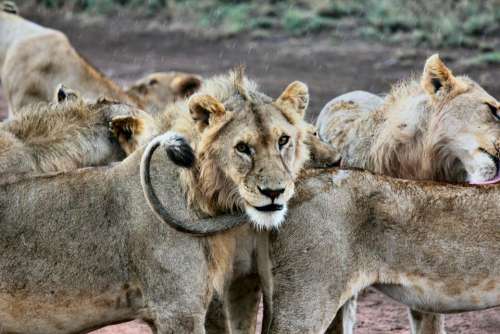 lion animal zoo forest wildlife