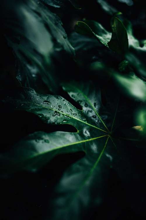 dark green leaf plant nature