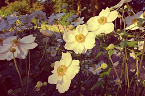 flower garden bloom petals white