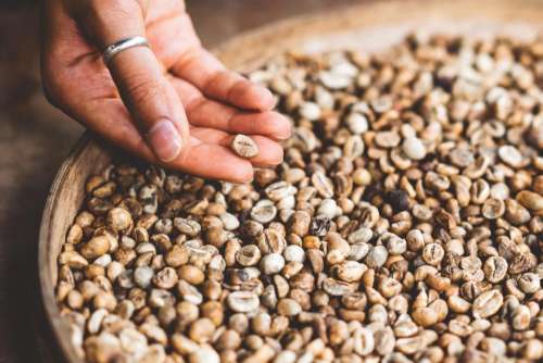 coffee bean hand ring livelihood