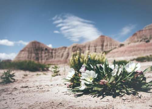 flower desert rocks sand grass