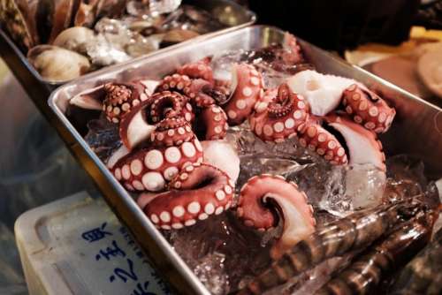 seafood octopus tentacles ice food