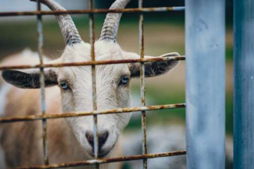 goat horn animal gate farm