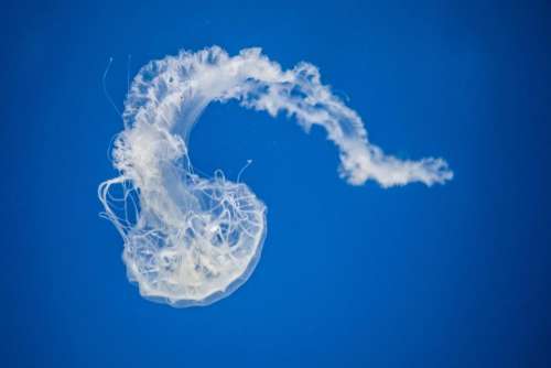 jellyfish aquatic animal aquarium underwater