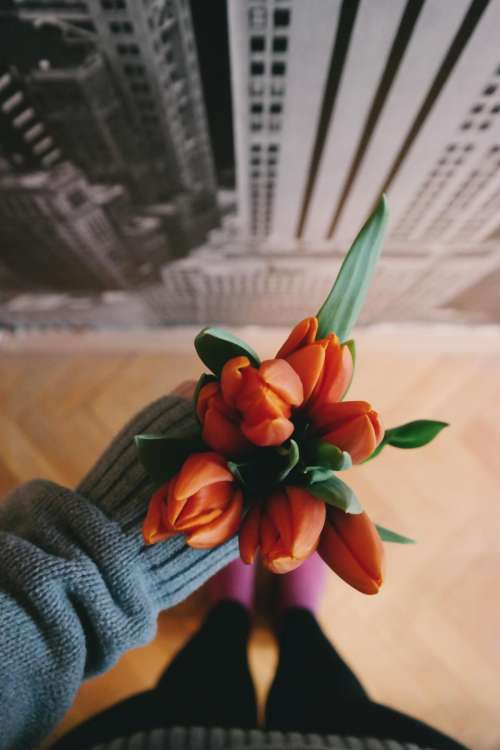 orange flower petal tulip hand