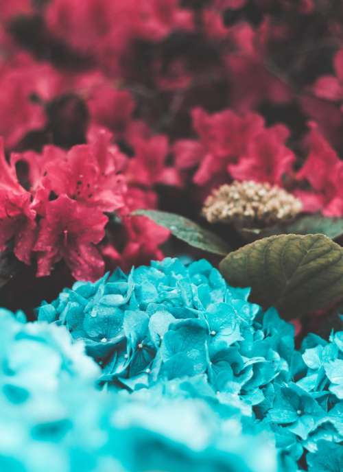 blue pink flowers petals garden