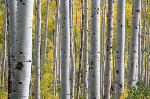 nature landscape woods forest bark