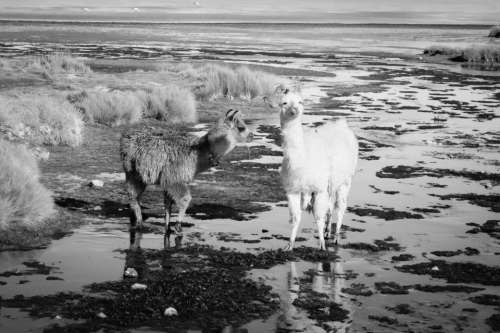 llamas alpacas animal black and white
