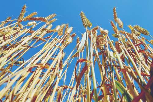 wheat plants agriculture farm blue