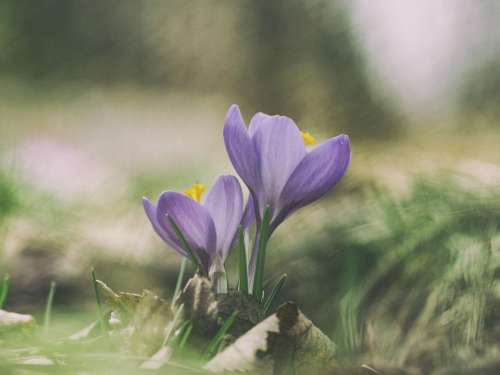 flower violet petal bloom garden