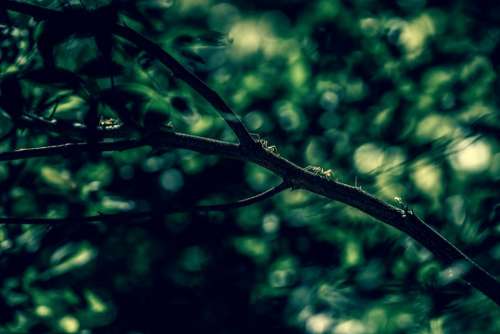 nature trees branches leaves bokeh