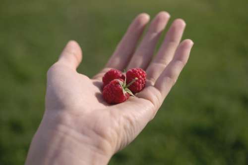 fruits berries raspberries hand hold