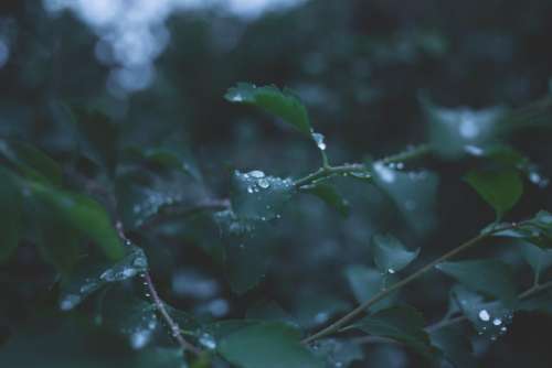 leaves plants raining wet dew