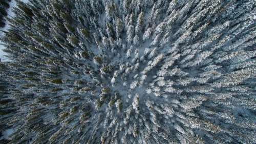 nature trees pine leaves bark