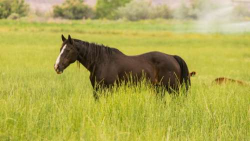 green grass horse animal field