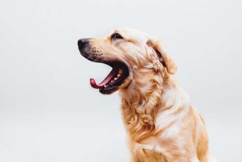dog pet golden retriever yawn tongue
