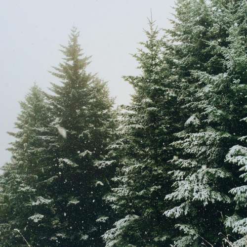 nature forests trees pine snow