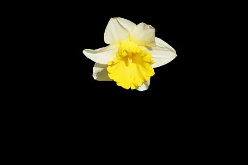 dark flower plant petal yellow