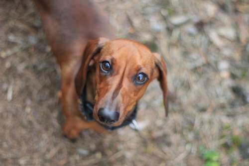 dachshund dog cute animal brown