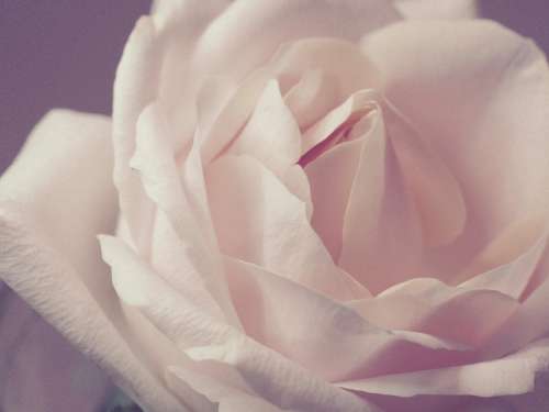 white rose close up flower fauna