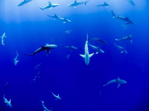 underwater blue ocean sea fish