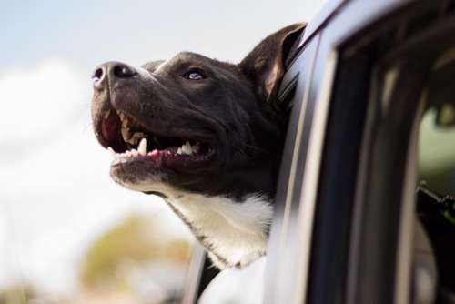 car travel dog pet animal