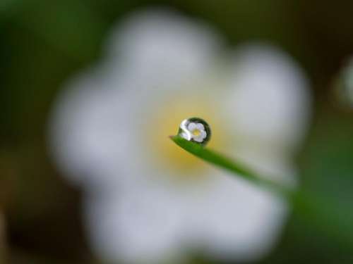 flower blur water drops outdoor
